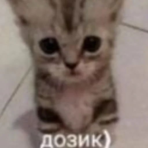 Набор стикеров от @Ctikerubot - 