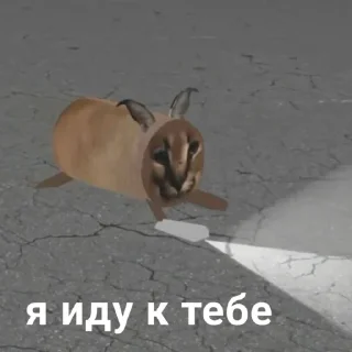 Sticker Набор стикеров от @Ctikerubot - 7