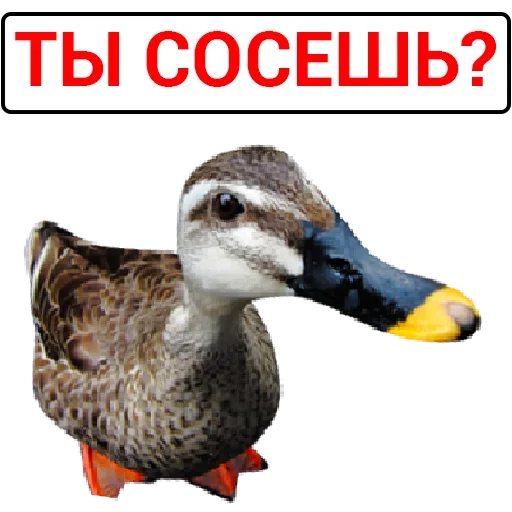 Sticker catalog_1677430116_by_Ctikerubot - 1