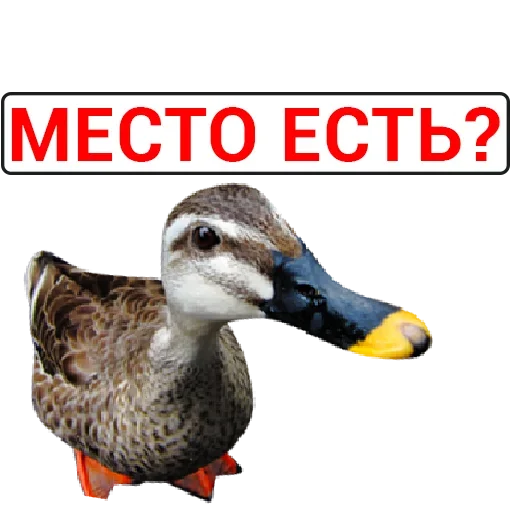 Sticker catalog_1677430116_by_Ctikerubot - 1