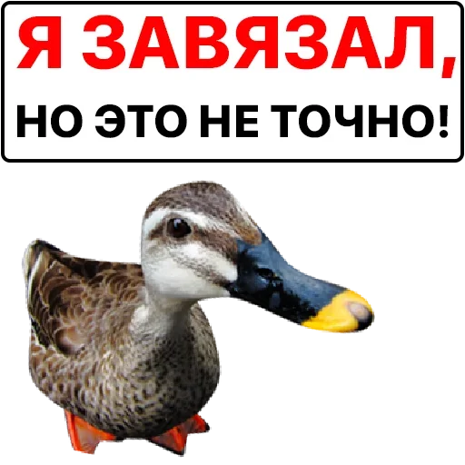 Sticker catalog_1677430116_by_Ctikerubot - 1