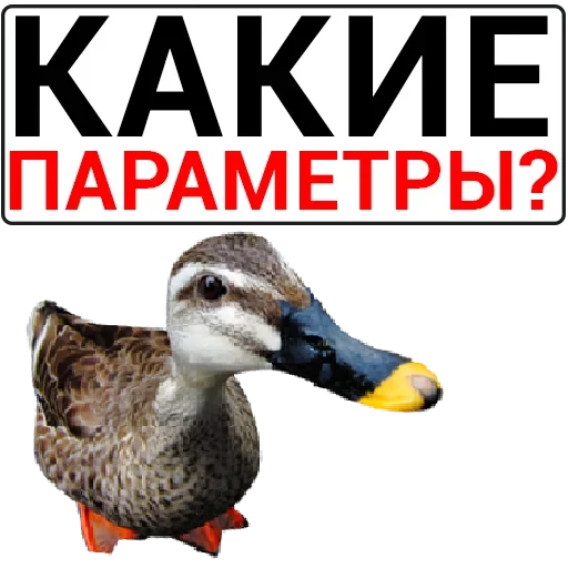 Sticker catalog_1677430116_by_Ctikerubot - 1