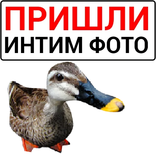 Sticker catalog_1677430116_by_Ctikerubot - 1