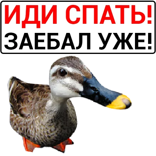 Стикер catalog_1677430116_by_Ctikerubot - 1