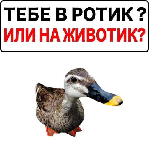 Набор стикеров от @Ctikerubot - 