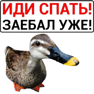 Sticker Набор стикеров от @Ctikerubot - 2