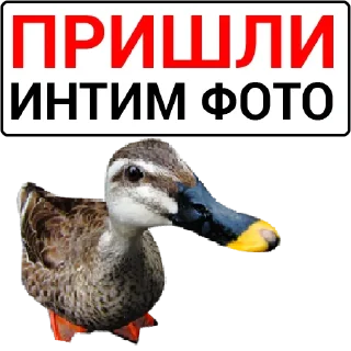 Sticker Набор стикеров от @Ctikerubot - 3