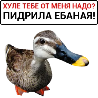 Sticker Набор стикеров от @Ctikerubot - 9