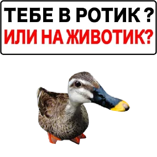 Sticker Набор стикеров от @Ctikerubot - 1