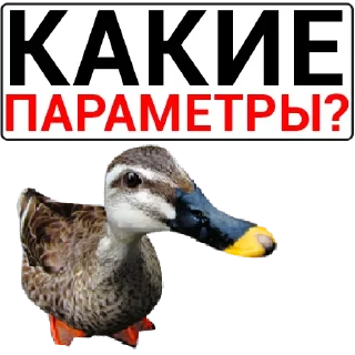 Sticker Набор стикеров от @Ctikerubot - 4