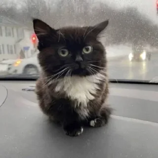 Sticker Набор стикеров от @Ctikerubot - 11