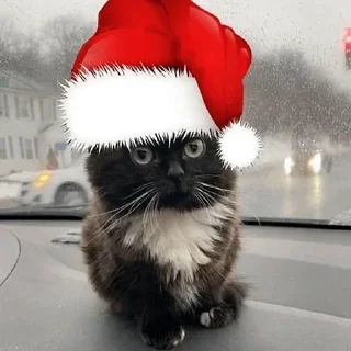 Sticker Набор стикеров от @Ctikerubot - 5