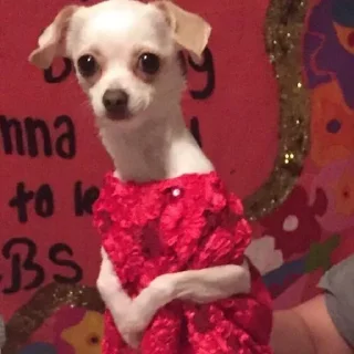 Sticker Набор стикеров от @Ctikerubot - 8