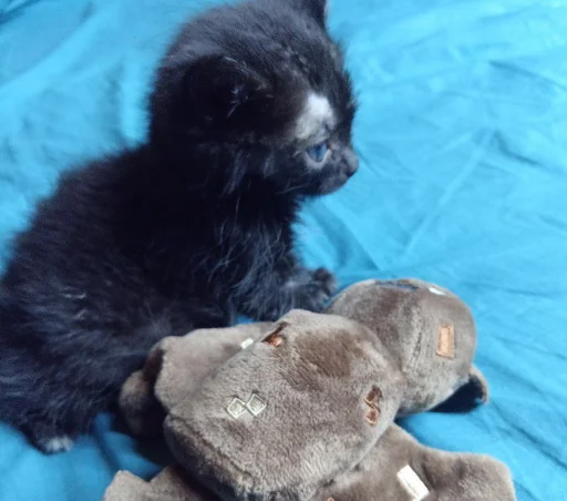 миша @TgEmodziBot - 