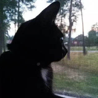 Sticker миша @TgEmodziBot - 3