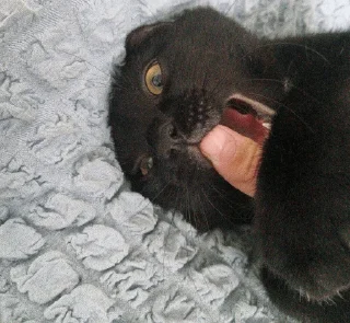 Sticker миша @TgEmodziBot - 9