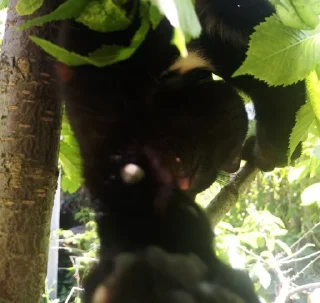 Sticker миша @TgEmodziBot - 4