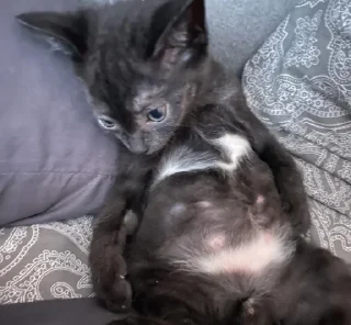 Sticker миша @TgEmodziBot - 1