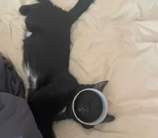 Sticker миша @TgEmodziBot - 5