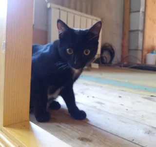 Sticker миша @TgEmodziBot - 2