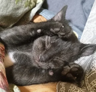 Sticker миша @TgEmodziBot - 6