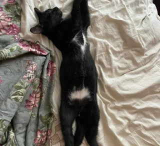 Sticker миша @TgEmodziBot - 7