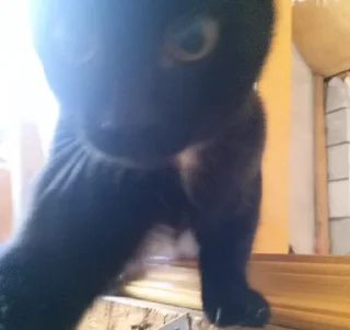 Sticker миша @TgEmodziBot - 8