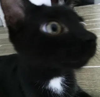 Sticker миша @TgEmodziBot - 10