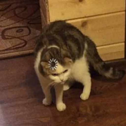 комнатный млекопитающее кошки малого и среднего размера