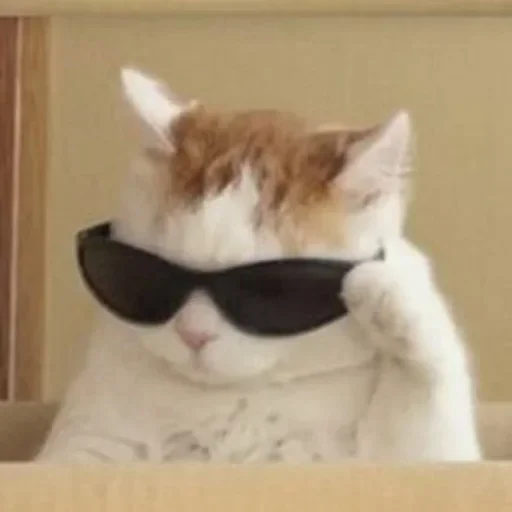 cat sunglasses small to medium-sized cats