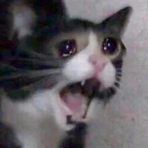 животное млекопитающее кошка