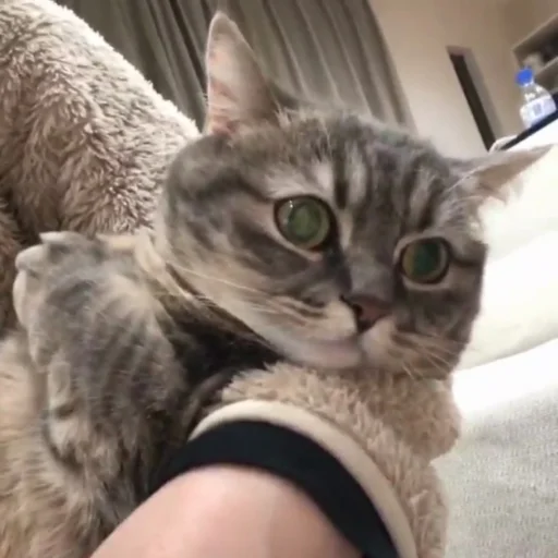 Sticker catcocoa - 1