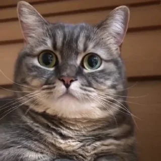 Стикер Cocoa - 9