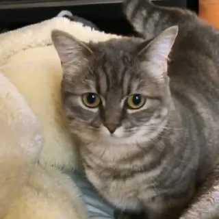 Стикер Cocoa - 8