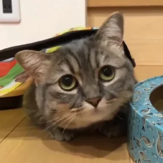 Стикер Cocoa - 10