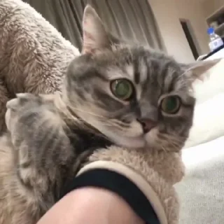 Стикер Cocoa - 4