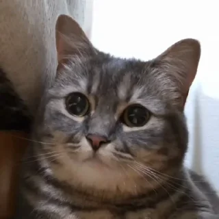 Стикер Cocoa - 6