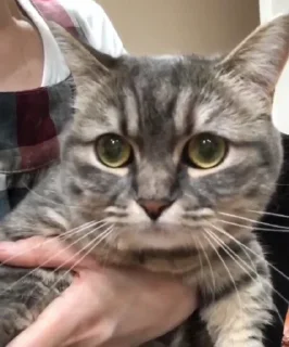 Стикер Cocoa - 0