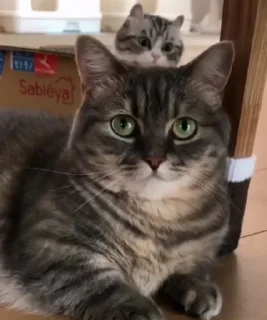 Стикер Cocoa - 5