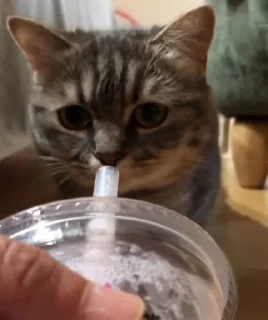 Стикер Cocoa - 11