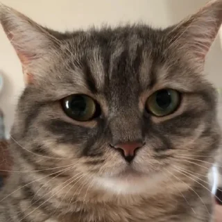 Стикер Cocoa - 7