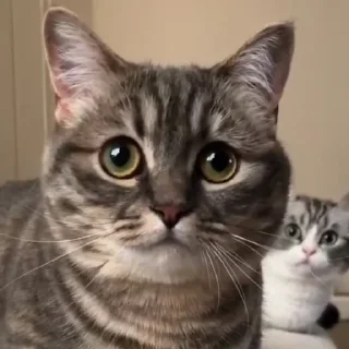 Стикер Cocoa - 3