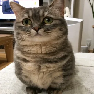 Стикер Cocoa - 1