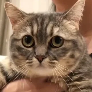 Стикер Cocoa - 2