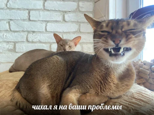 коты на каждый день - кошка