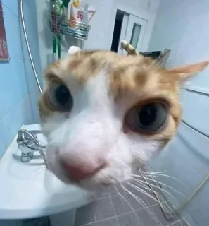 Sticker cats for gays - 6