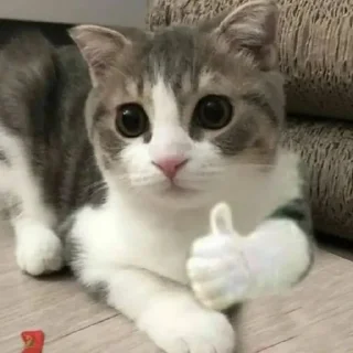 Sticker cats for gays - 7