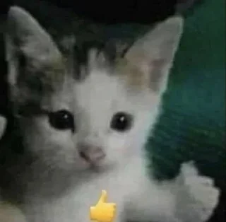 Sticker cats for gays - 5