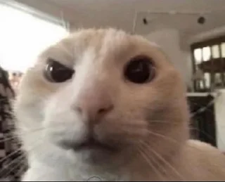 Sticker cats for gays - 11