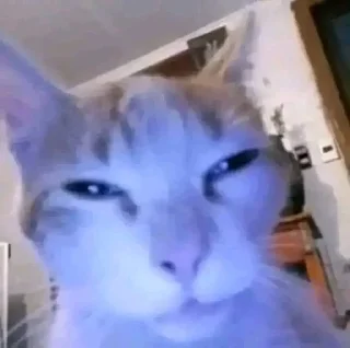 Sticker cats for gays - 3